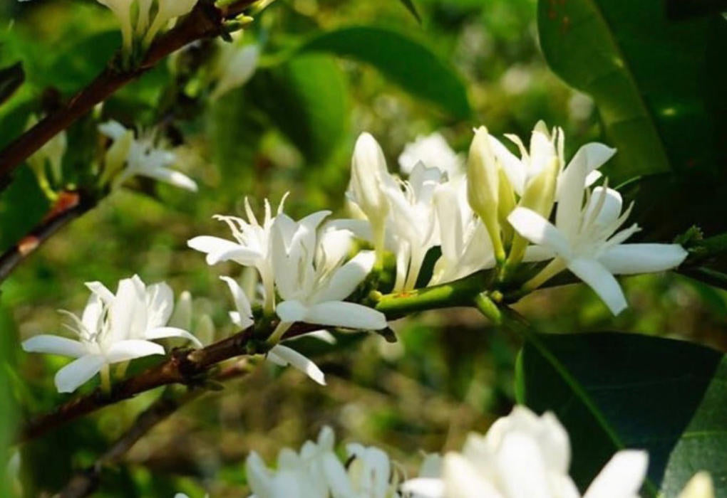 coffee flowers