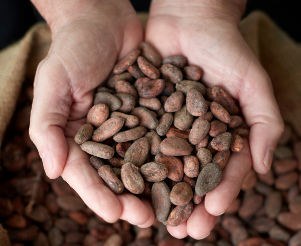 Cacao Sourcing Intermediate